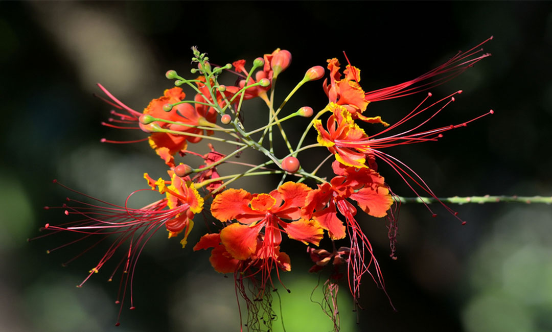 菏泽菏泽花帮主百科词条创建案例